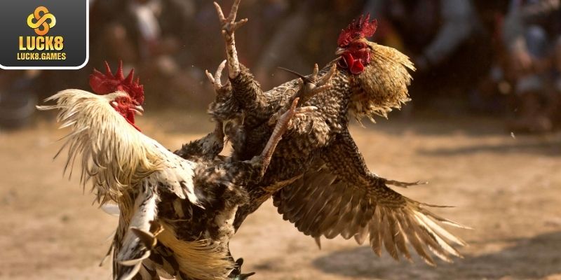 Bật mí phương pháp lựa chọn chiến kê đỉnh cao